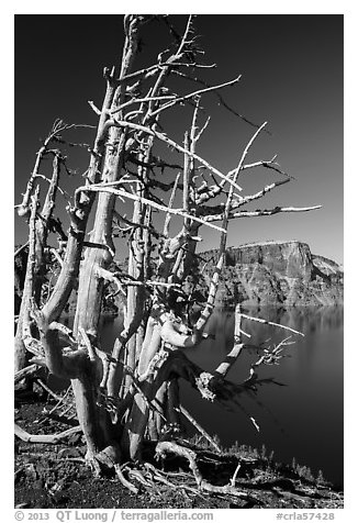 Fantastically shaped Whitebark pines, with Llao Rock in background. Crater Lake National Park (black and white)