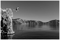 Twenty-five foot jump into more than eighty feet of water. Crater Lake National Park ( black and white)