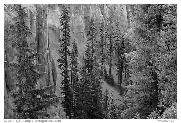 Hemlock and spires of fossilized ash in Munson Creek canyon. Crater Lake National Park (black and white)
