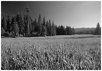 Indian Basin Meadow, summer afternoon. Giant Sequoia National Monument, Sequoia National Forest, California, USA ( black and white)