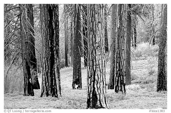 Pines in Cedar Grove. Kings Canyon National Park, California, USA.