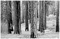 Pines in Cedar Grove. Kings Canyon National Park, California, USA. (black and white)