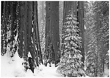 Sequoias in winter snow storm, Grant Grove. Kings Canyon National Park, California, USA. (black and white)