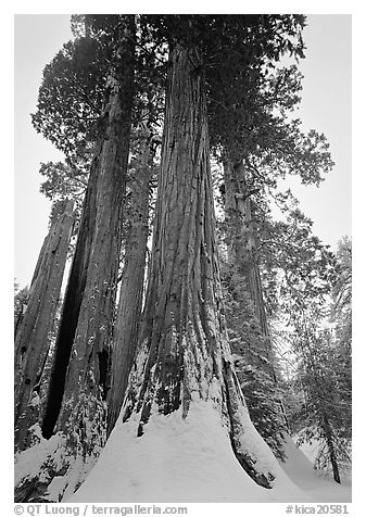 Giant Sequoia trees in winter, Grant Grove. Kings Canyon  National Park (black and white)
