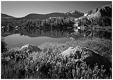 Wildflowers and Woods Lake, morning. Kings Canyon National Park ( black and white)