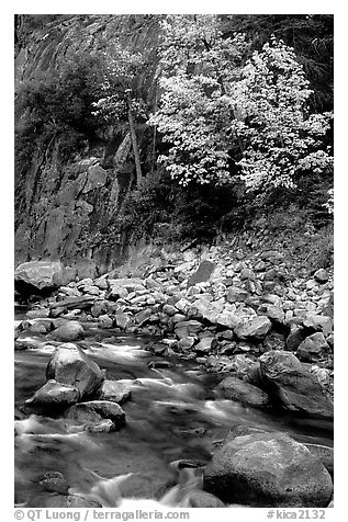 South Fork of  Kings River in autumn. Giant Sequoia National Monument, Sequoia National Forest, California, USA (black and white)