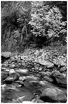 South Fork of  Kings River in autumn. Giant Sequoia National Monument, Sequoia National Forest, California, USA ( black and white)