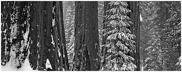 Sequoia forest in snow. Kings Canyon  National Park (Panoramic black and white)