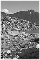 Deer in alpine terrain, Dusy Basin, afternoon. Kings Canyon National Park, California, USA. (black and white)