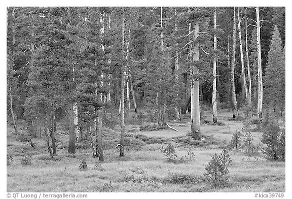 Pine trees in Big Pete Meadow, Le Conte Canyon. Kings Canyon National Park, California, USA.