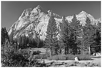 Langille Peak and pine trees, Big Pete Meadow, Le Conte Canyon. Kings Canyon National Park, California, USA. (black and white)