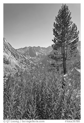 Fireweed and pine tree above Le Conte Canyon. Kings Canyon National Park, California, USA.