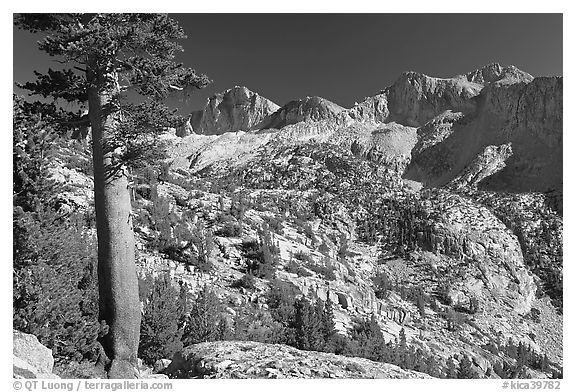 Pine tree and Mt Giraud chain, Lower Dusy basin. Kings Canyon National Park, California, USA.