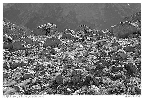Boulders in meadow above Le Conte Canyon. Kings Canyon National Park (black and white)