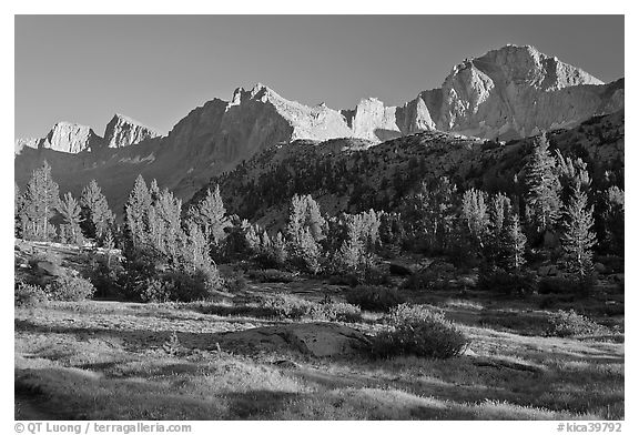 Meadow, trees and mountains, late afternoon, Lower Dusy basin. Kings Canyon National Park, California, USA.