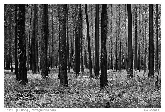 Burned forest and ferns. Kings Canyon National Park, California, USA.