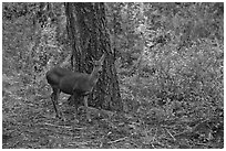 Juvenile deer. Kings Canyon National Park, California, USA. (black and white)