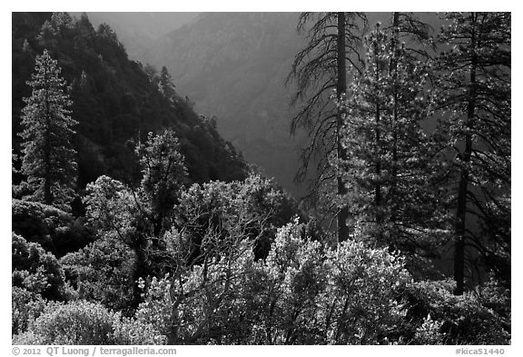 Trees on Cedar Grove valley rim. Kings Canyon National Park (black and white)
