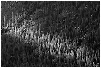 Forest on Cedar Grove valley walls. Kings Canyon National Park, California, USA. (black and white)