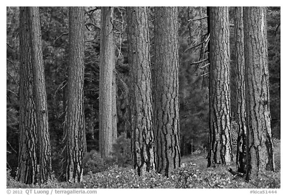 Textured trunks of Ponderosa pines. Kings Canyon National Park, California, USA.