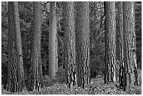 Textured trunks of Ponderosa pines. Kings Canyon National Park, California, USA. (black and white)