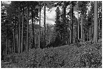 Pine trees and mountains. Kings Canyon National Park, California, USA. (black and white)