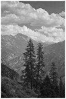 Trees and hazy valley. Kings Canyon National Park, California, USA. (black and white)