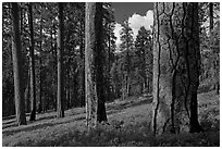 Ponderosa pine forest. Kings Canyon National Park, California, USA. (black and white)
