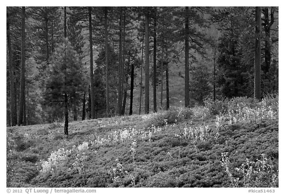 Wildflowers and trees above Lewis Creek. Kings Canyon National Park (black and white)