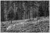 Wildflowers and trees above Lewis Creek. Kings Canyon National Park, California, USA. (black and white)