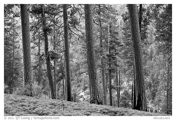 Pine trees, Lewis Creek. Kings Canyon National Park, California, USA.