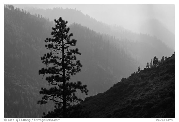 Silhouetted tree and canyon ridges. Kings Canyon National Park, California, USA.