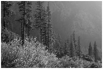 Trees and canyon walls, late afternoon. Kings Canyon National Park, California, USA. (black and white)