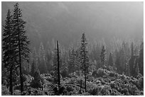 Forest and valley slopes. Kings Canyon National Park, California, USA. (black and white)