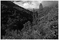 Lewis Creek. Kings Canyon National Park, California, USA. (black and white)