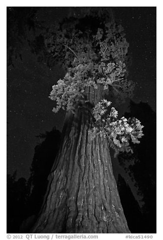 Giant Sequoia tree and night sky. Kings Canyon National Park (black and white)