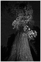 Giant Sequoia tree and night sky. Kings Canyon National Park, California, USA. (black and white)