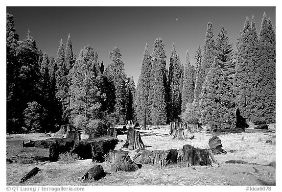 Big sequoia tree stumps. Giant Sequoia National Monument, Sequoia National Forest, California, USA (black and white)