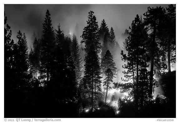 Forest fire. Kings Canyon National Park (black and white)