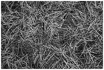 Close-up of fallen needles and chunks of wood. Kings Canyon National Park ( black and white)