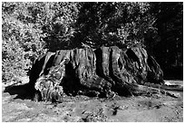 Mark Twain Stump, 90 feet cicumferance. Kings Canyon National Park ( black and white)