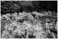 Ferns in autumn, Big Stump Basin. Kings Canyon National Park ( black and white)