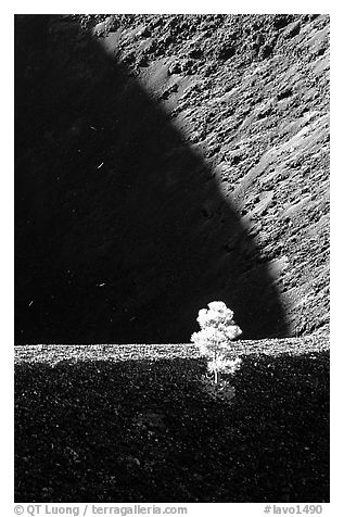 Shadows and pine on top of Cinder cone, early morning. Lassen Volcanic National Park, California, USA.