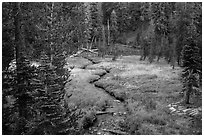 Kings Creek, meadow and forest. Lassen Volcanic National Park ( black and white)