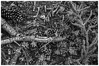 Ground close-up of forest floor. Lassen Volcanic National Park ( black and white)
