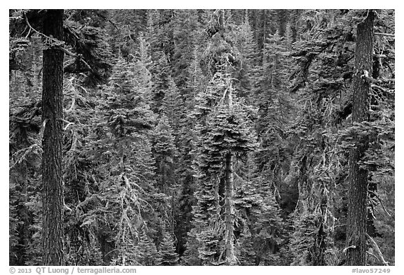 Conifer forest. Lassen Volcanic National Park (black and white)