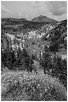 Rabbitbrush in bloom, forested valley, and Lassen Peak. Lassen Volcanic National Park ( black and white)