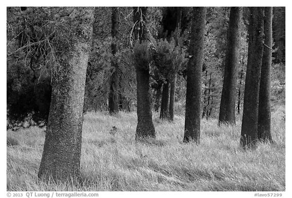 Pine tree trunks, Warner Valley. Lassen Volcanic National Park (black and white)