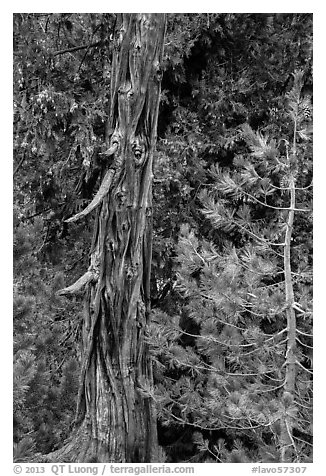Weathered incense cedar trunk. Lassen Volcanic National Park (black and white)