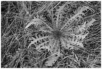 Grasses and dandelion. Lassen Volcanic National Park ( black and white)